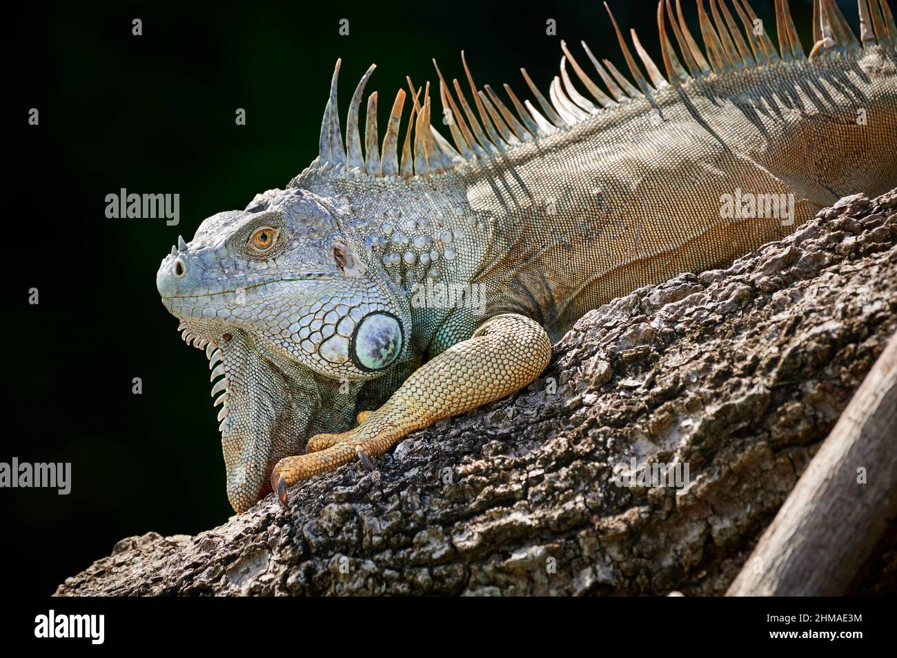 Männlicher grüner Leguan (Iguana Leguan), Rio Bebedero, Costa Rica, Mittelamerika Stockfoto