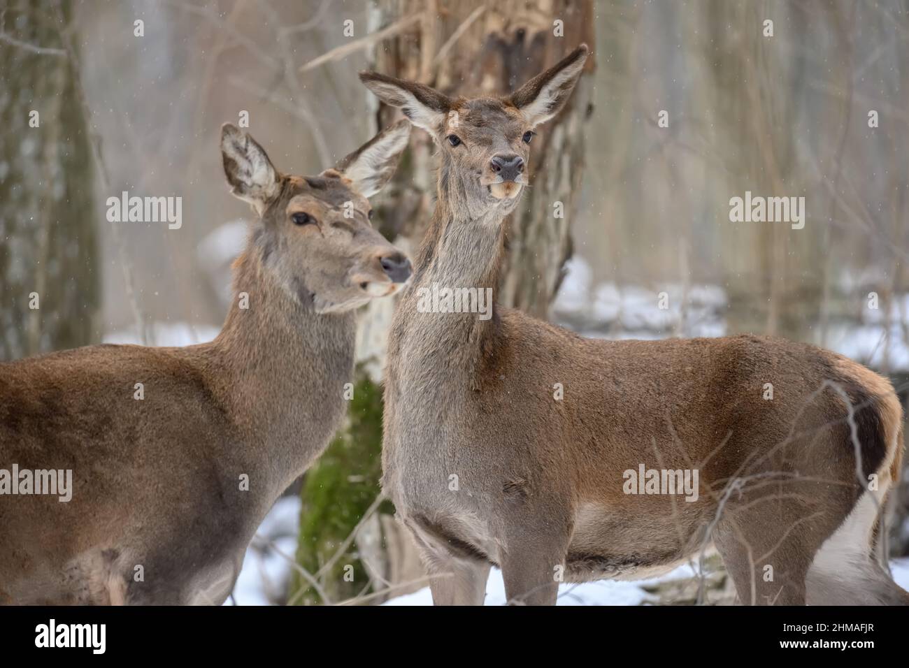 Hirsche im Winterwald. Tier in natürlichem Lebensraum. Wildtierszene Stockfoto