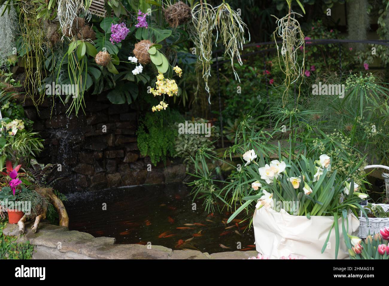 Kugel orchidee Fotos und Bildmaterial in hoher Auflösung Alamy
