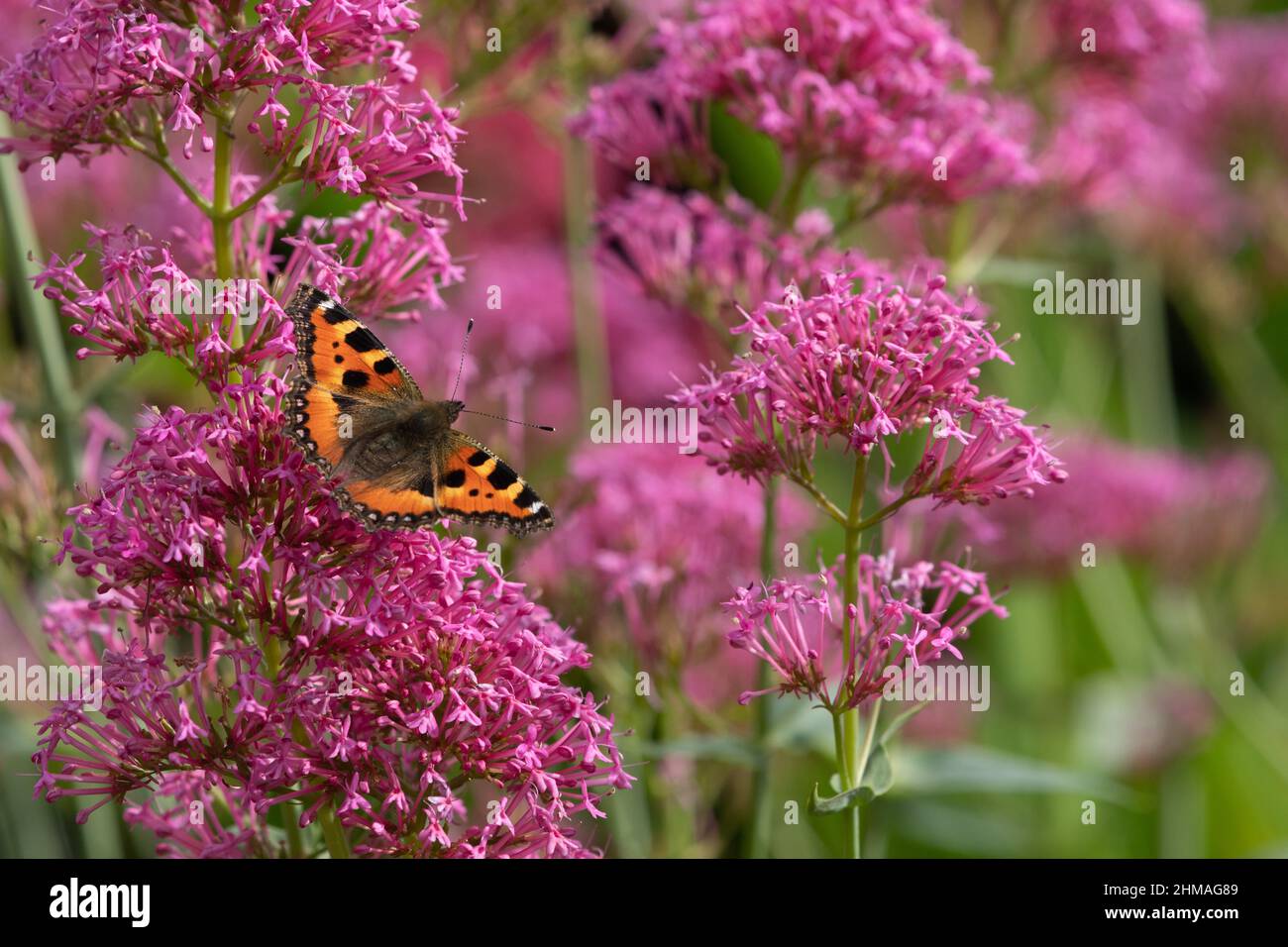 Kleiner Schildpatt-Schmetterling, der sich von Baldrian ernährt Stockfoto