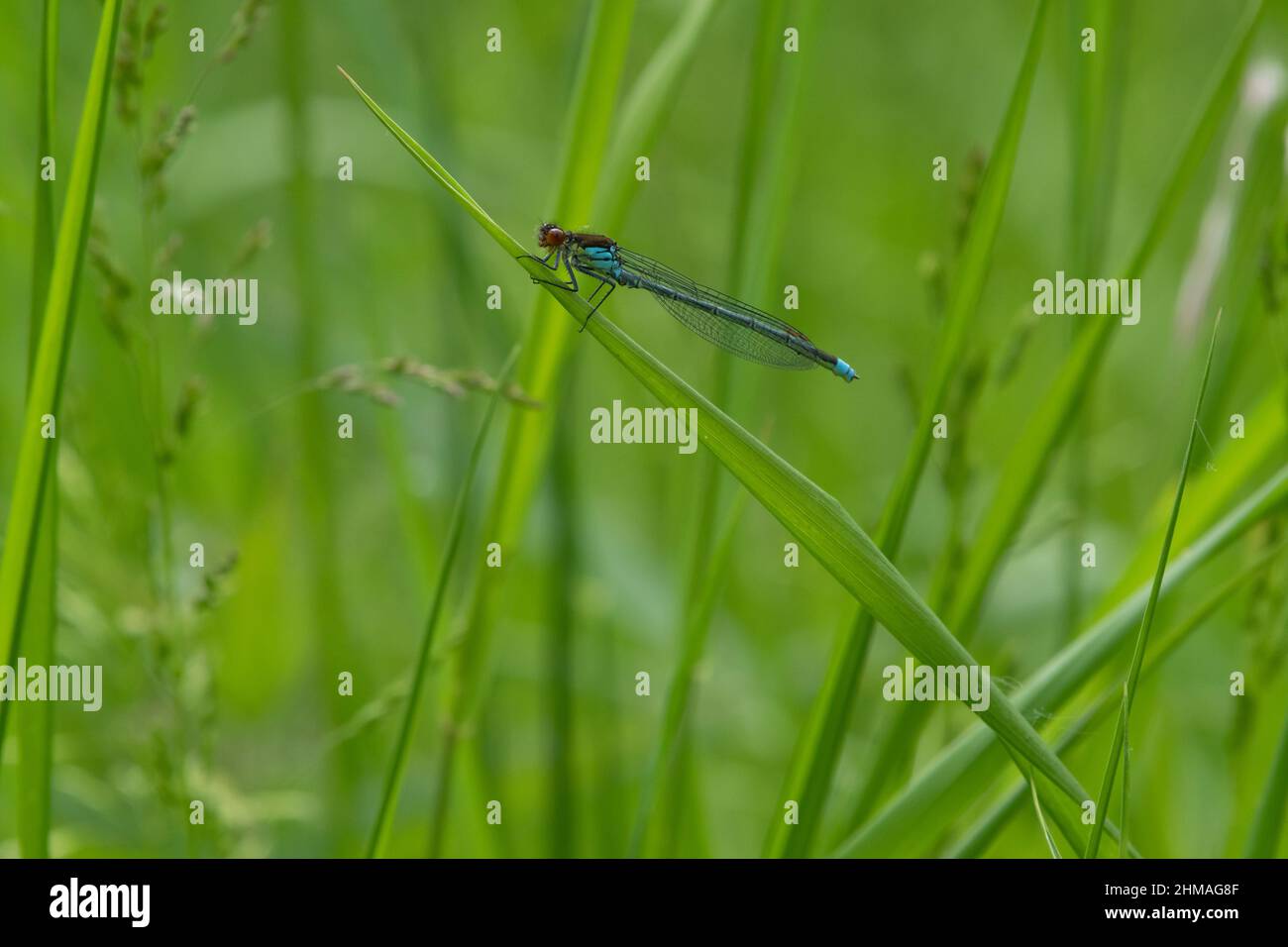 Männliche rotäugigen Damselfly Stockfoto