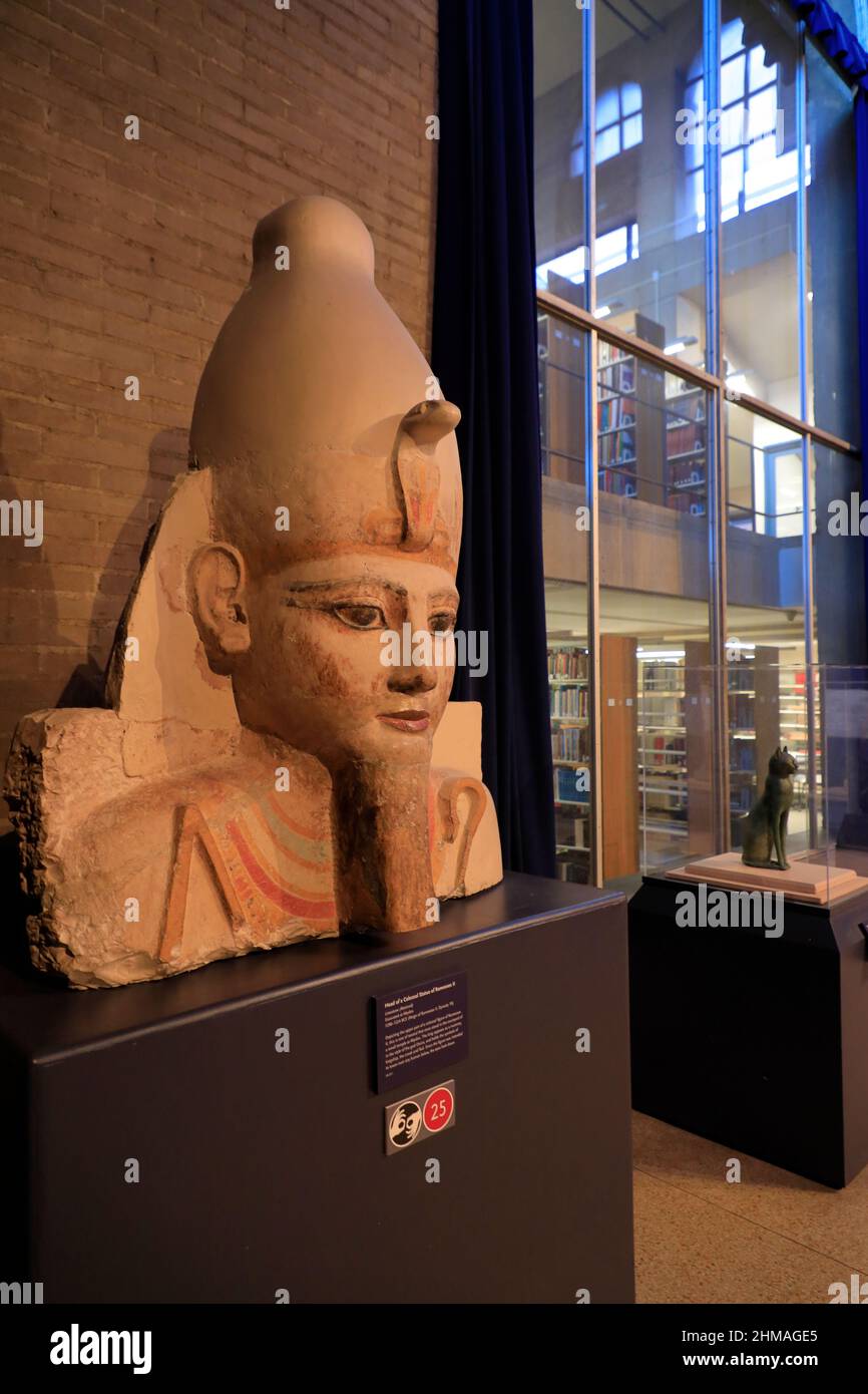 Der Kopf der kolossalen Statue von Ramesses II aus der Dynastie 19 des alten Ägypten Anzeige in Ägypten Galerien des Penn Museum.Universität von Pennsylvania.Philadelphia.Pennsylvania.USA Stockfoto