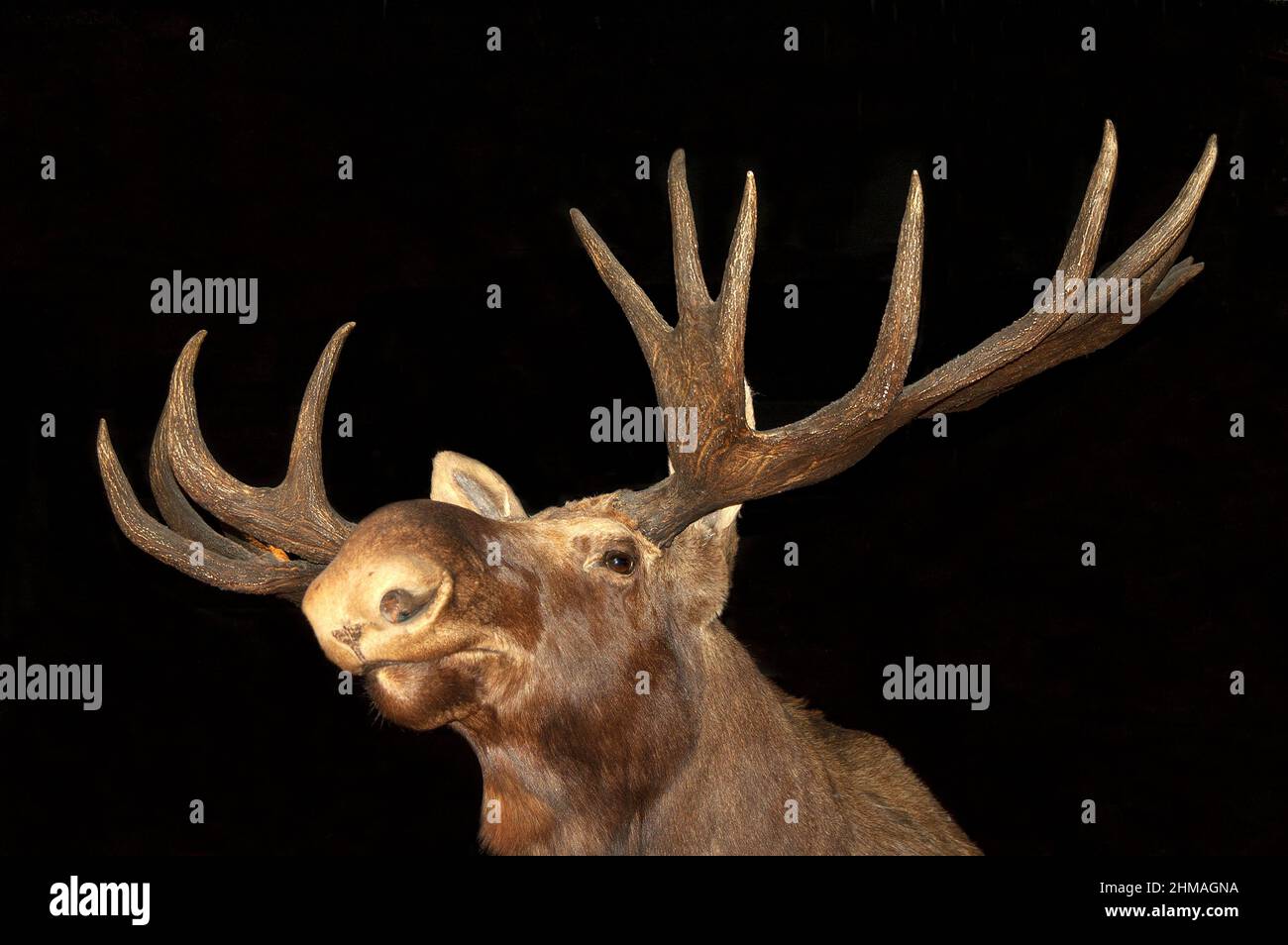 Elch im Dunkeln Stockfoto