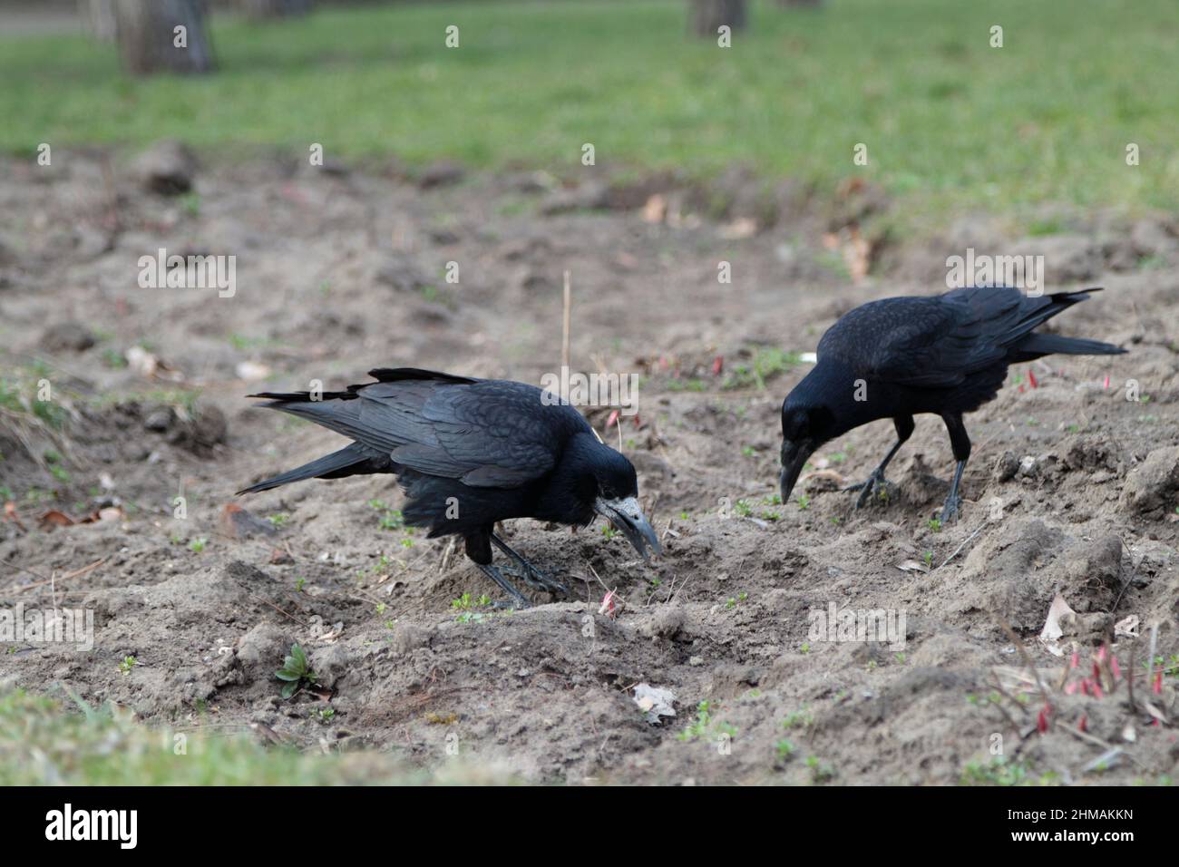 Zwei Krähen fressen im Frühjahr auf der Wiese. Das alles geschieht im Stadtpark. Stockfoto Zwei Krähen fressen im Frühjahr auf der Wiese. Das alles geschieht im Stadtpark. Stockfoto