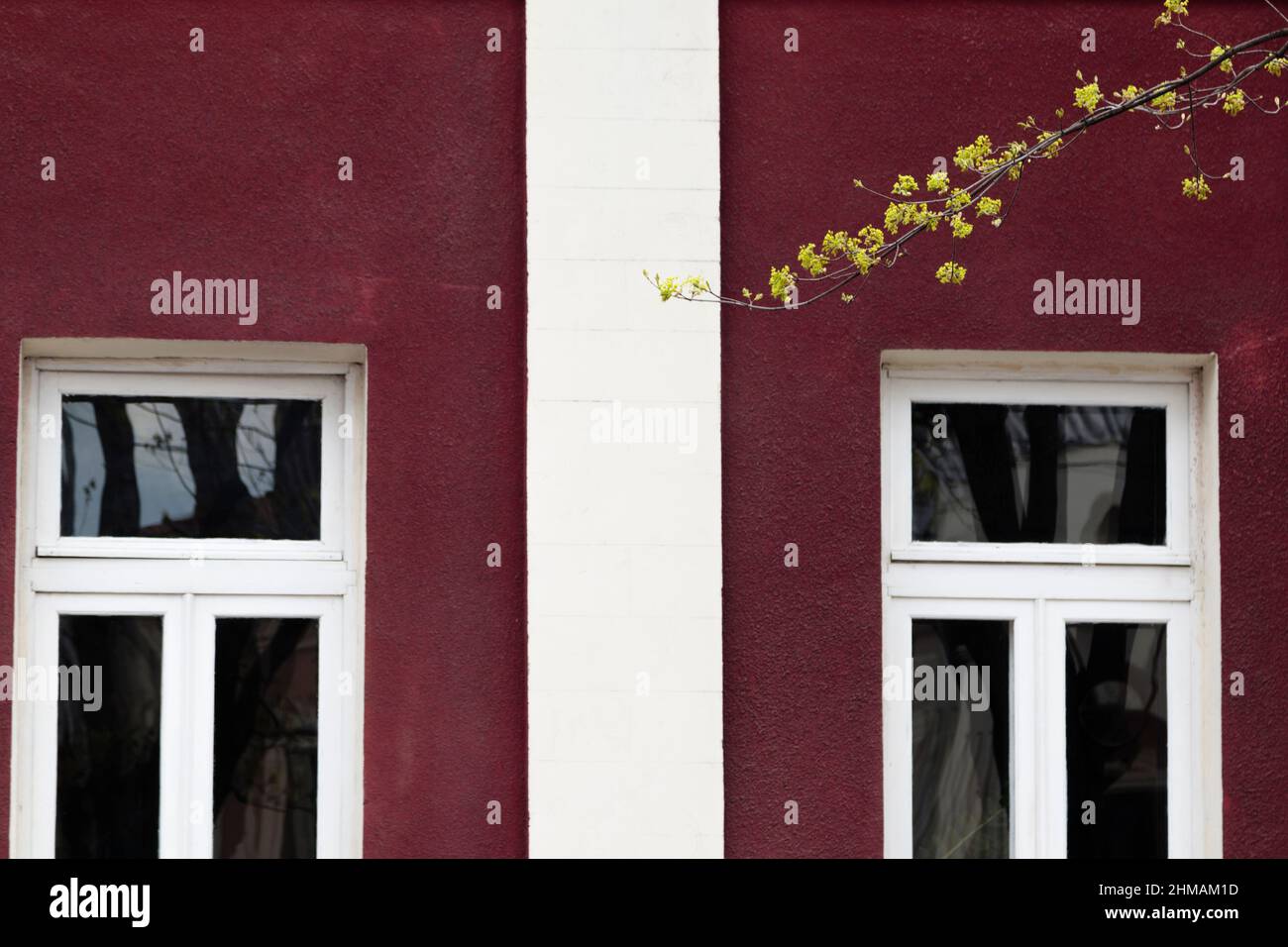 Blühender Ast und burgunderrote Wand des Hauses. Anfang Frühling. Stockfoto Blühender Ast und burgunderrote Wand des Hauses. Anfang Frühling. Stockfoto