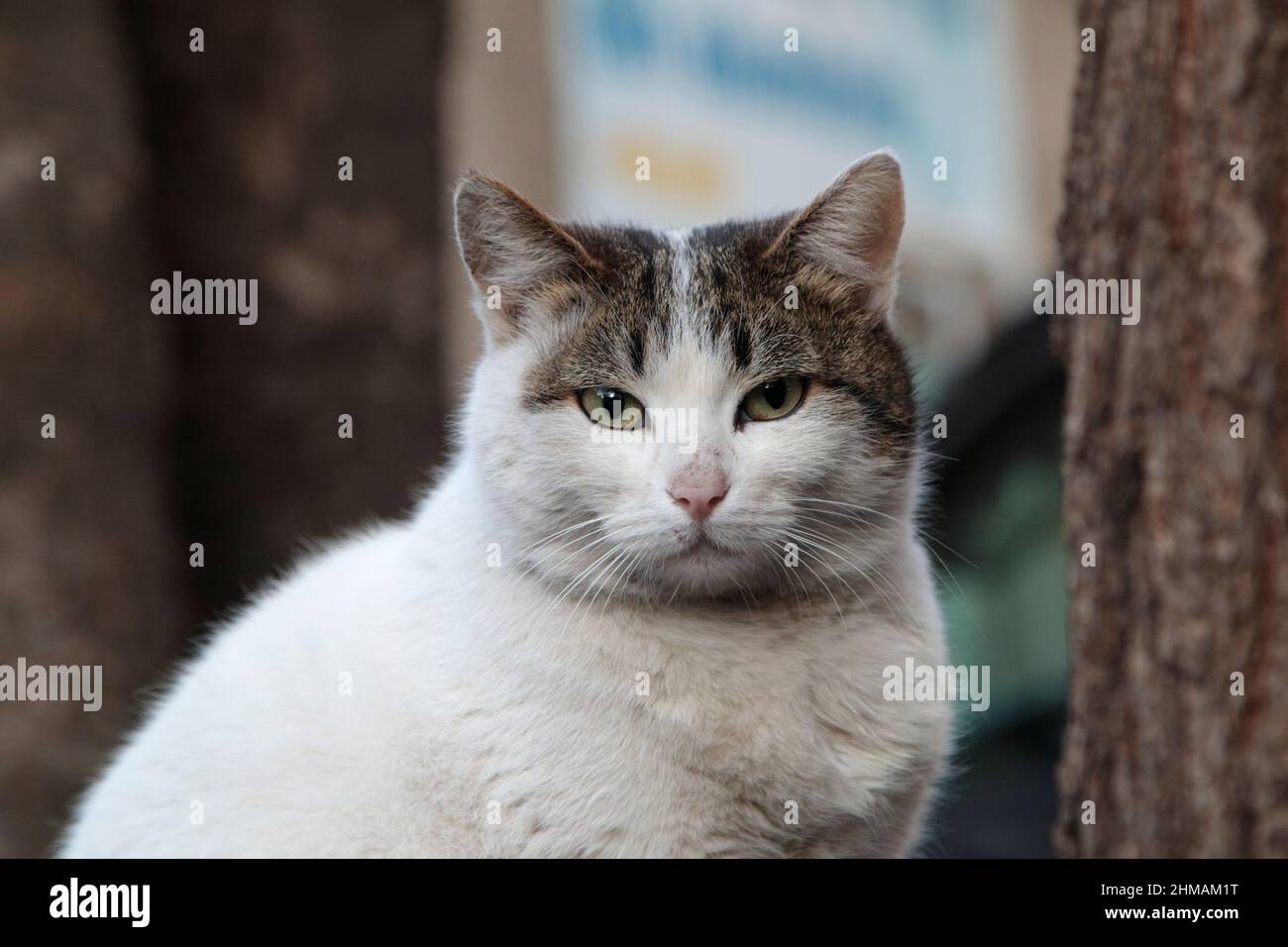 Die grau-weiße Katze schaut dich an. Dies ist ein Porträt einer Katze. Nahaufnahme. Stockfoto