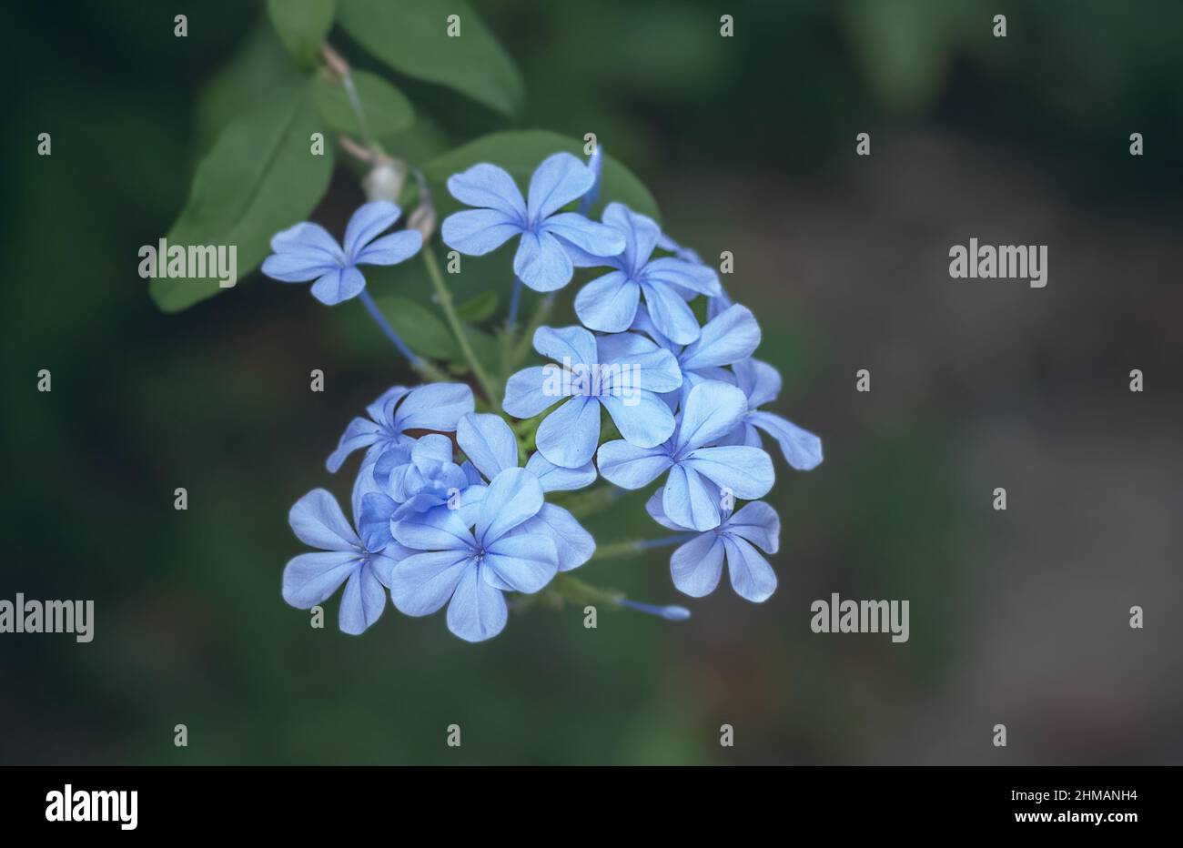 Nahaufnahme eines kleinen Zweiges aus blauem Jasmin mit Blumen. Blaue Jasminblüte von Plumbago. Selektiver Fokus auf weichen Hintergrund. Stockfoto
