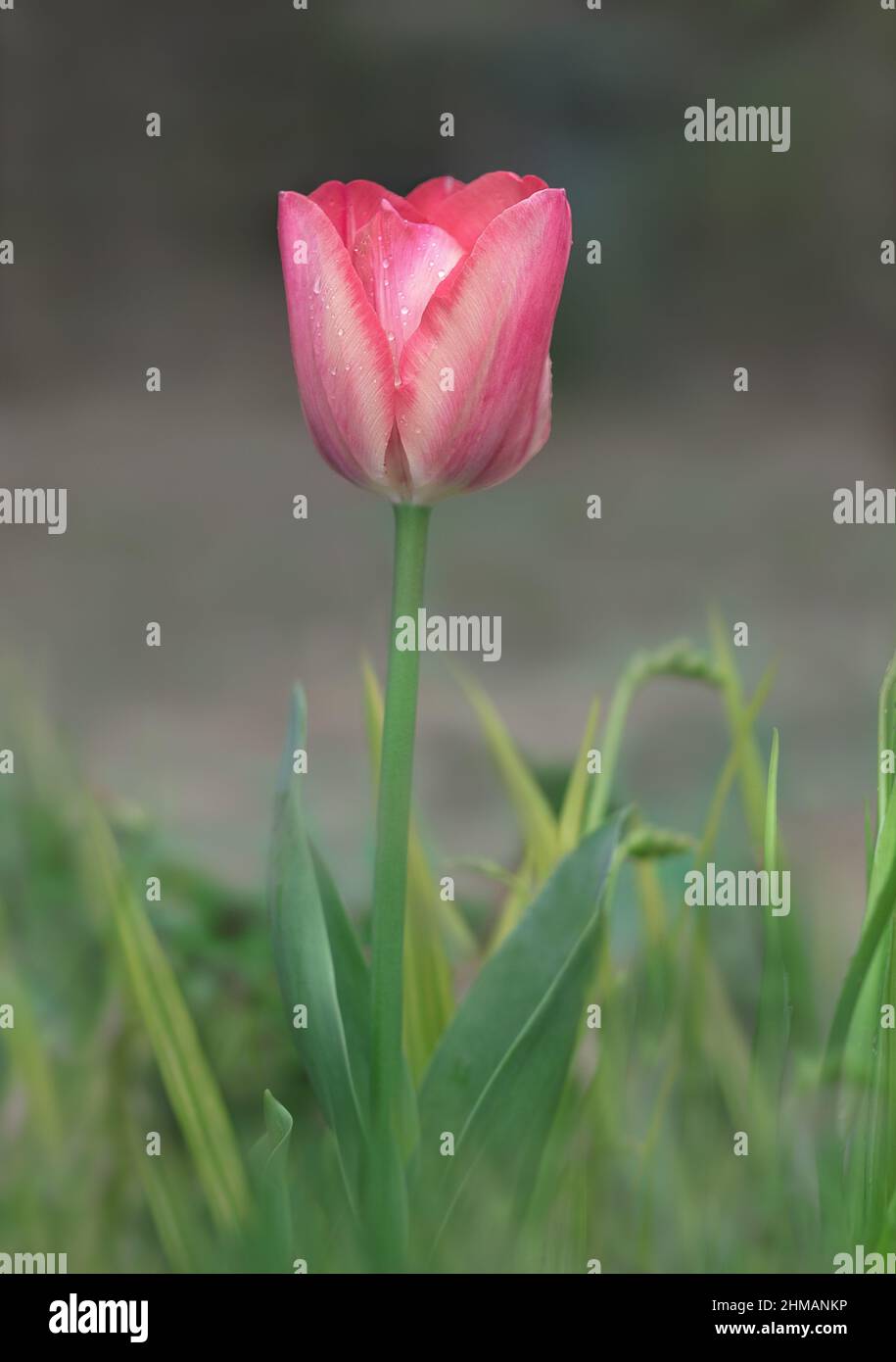 Vertikale Foto von frischen rosa Tulpenblüte mit natürlichen verschwommenem grünen Hintergrund nach Regen. Nahaufnahme einer einzelnen rosa Tulpenblume auf grünen Blättern. Stockfoto
