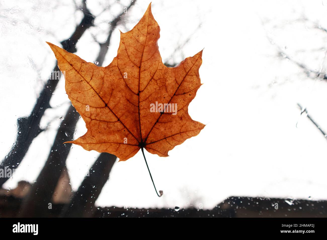 Orangefarbenes Blatt an der Windschutzscheibe an einem regnerischen Tag. Das Foto wurde aus dem Inneren des Autos aufgenommen. Nahaufnahme. Stockfoto Orangefarbenes Blatt an der Windschutzscheibe an einem regnerischen Tag. Das Foto wurde aus dem Inneren des Autos aufgenommen. Nahaufnahme. Stockfoto