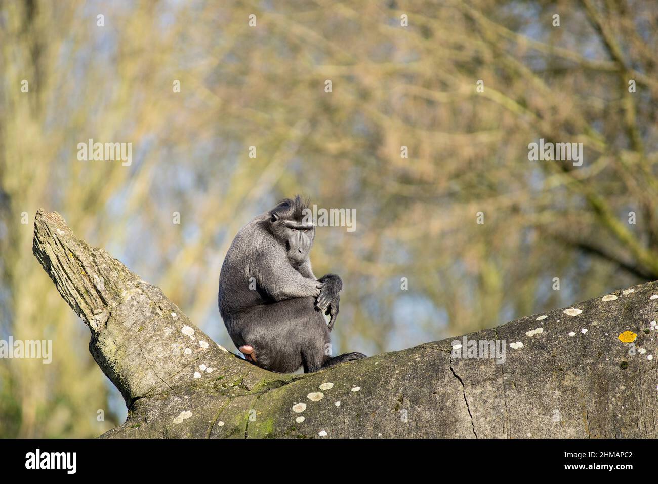 Der Makaken von Stelzen ist auf dem Ast des Baumes zu sehen. Nahaufnahme im Hochformat. Endemischer schwarzer Haubenmakak oder der schwarze Affe Stockfoto