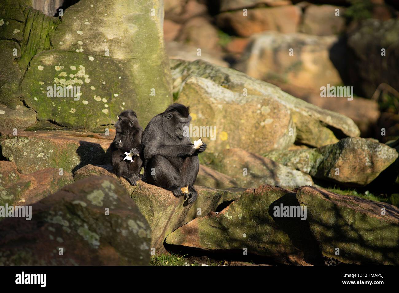 Zwei schwarze Crested-Makaken von den beiden, die auf einem Felsen in der Sonne sitzen und essen Stockfoto