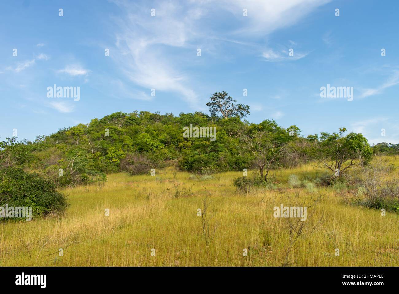 Savannenlandschaft im Caatinga-Biom - Oeiras, Bundesstaat Piaui, Brasilien Stockfoto