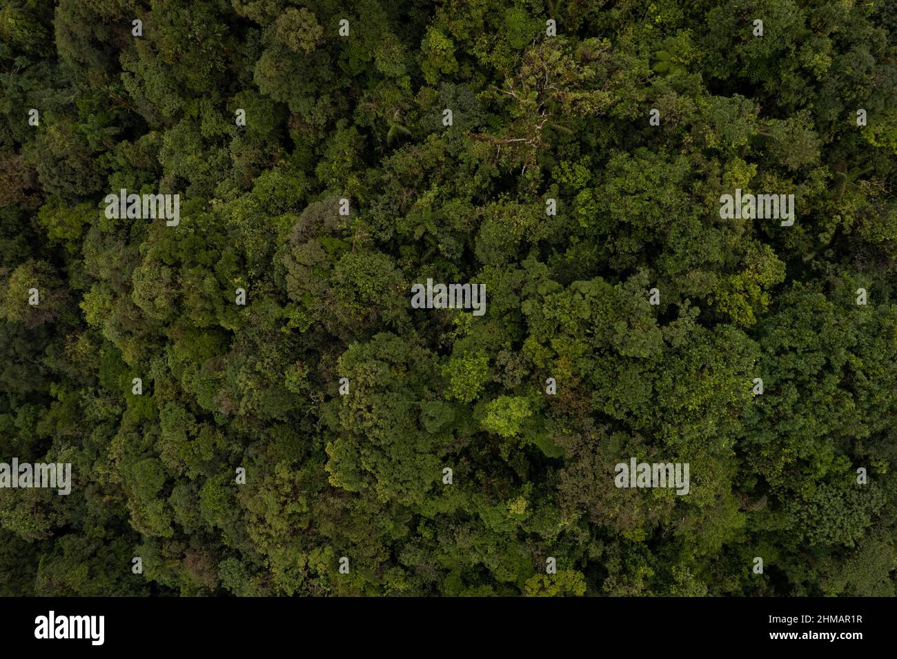 Luftaufnahme des tropischen Regenwaldes im Santa Fe National Park, Panama Stockfoto