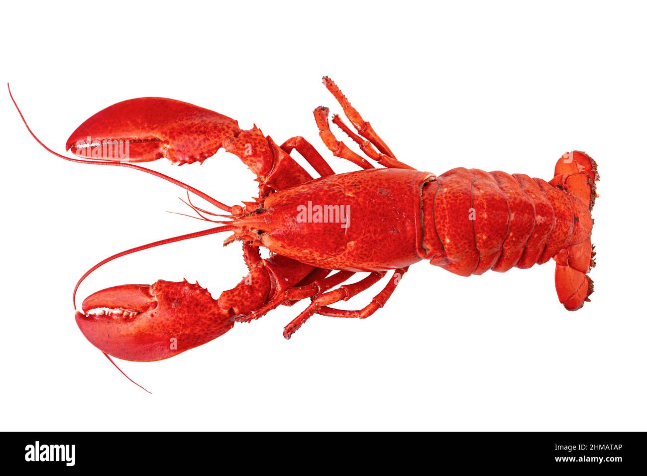 Gekochter Atlantischer Hummer auf weißem Hintergrund. Stockfoto