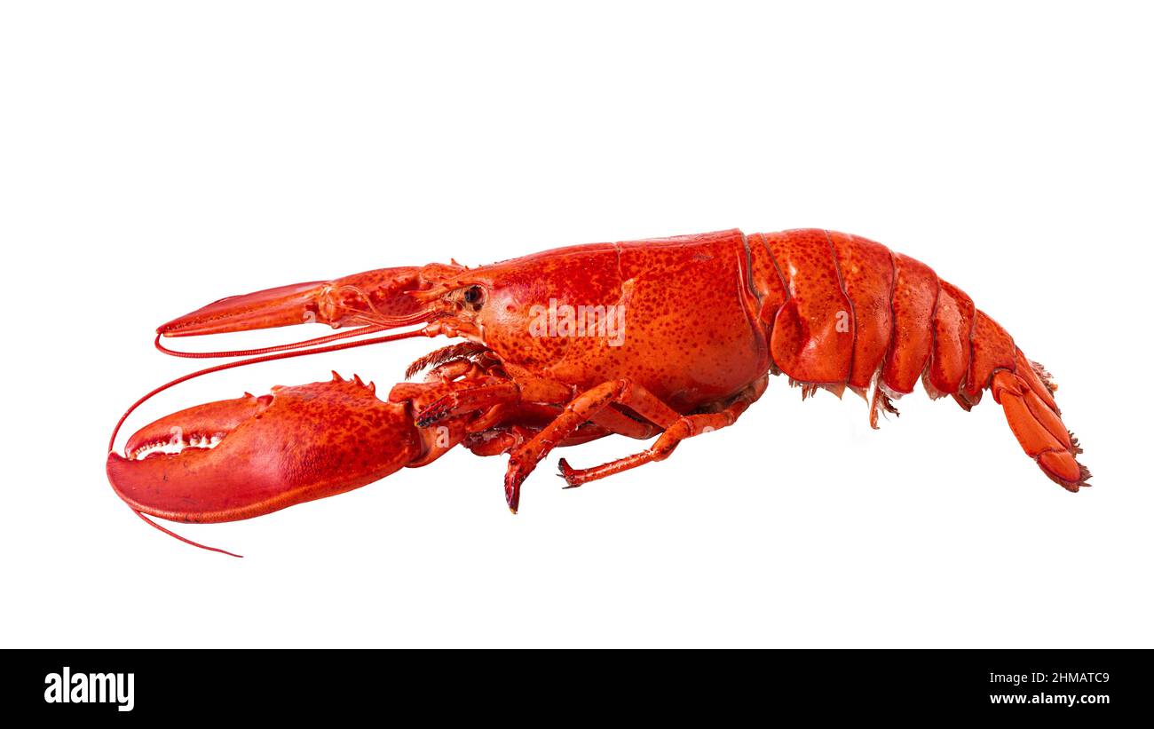 Gekochter Atlantischer Hummer auf weißem Hintergrund. Stockfoto