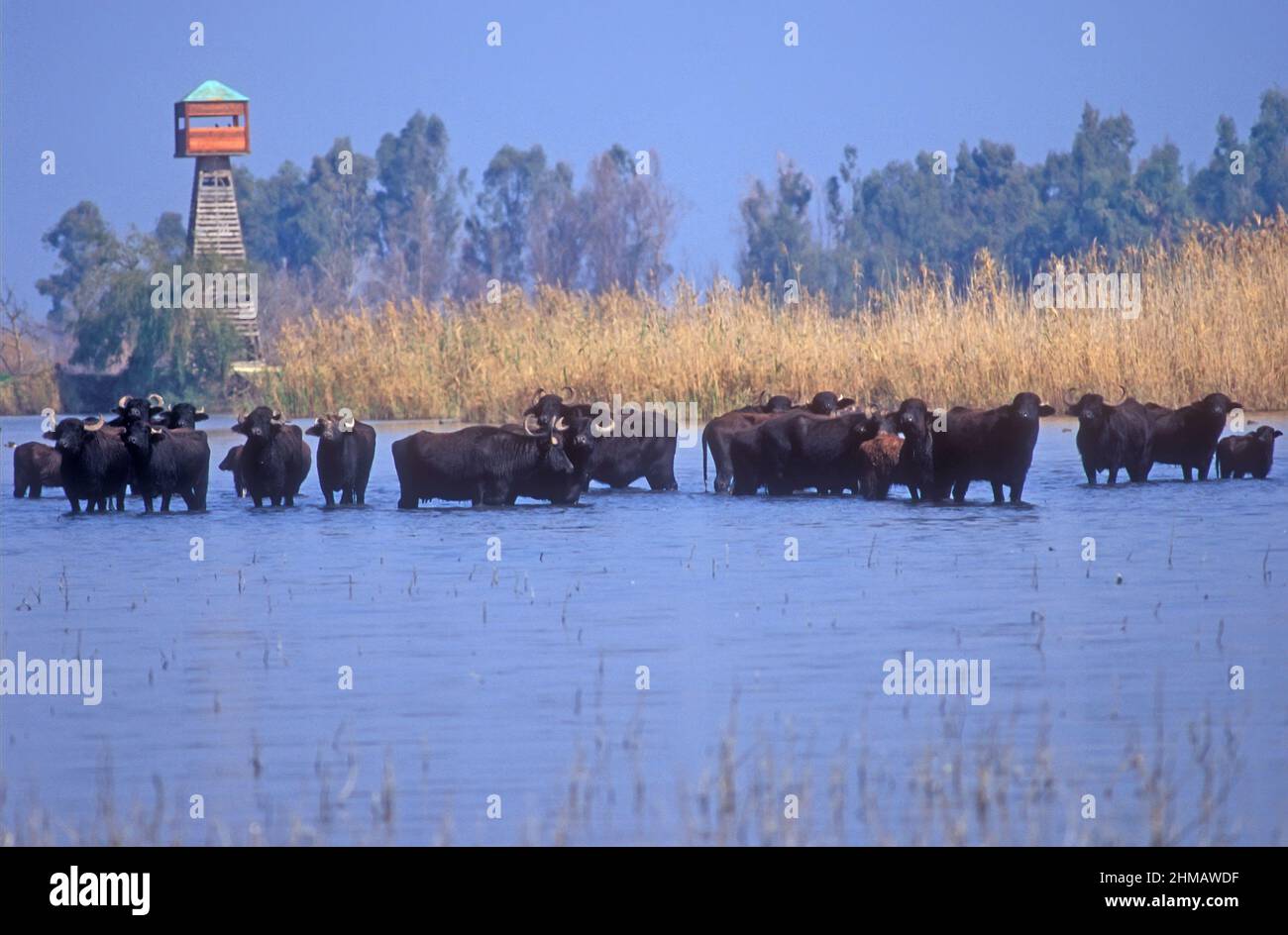 Wasserbüffel in einem flachen Sumpf, Hula Nature Reserve, Israel Stockfoto