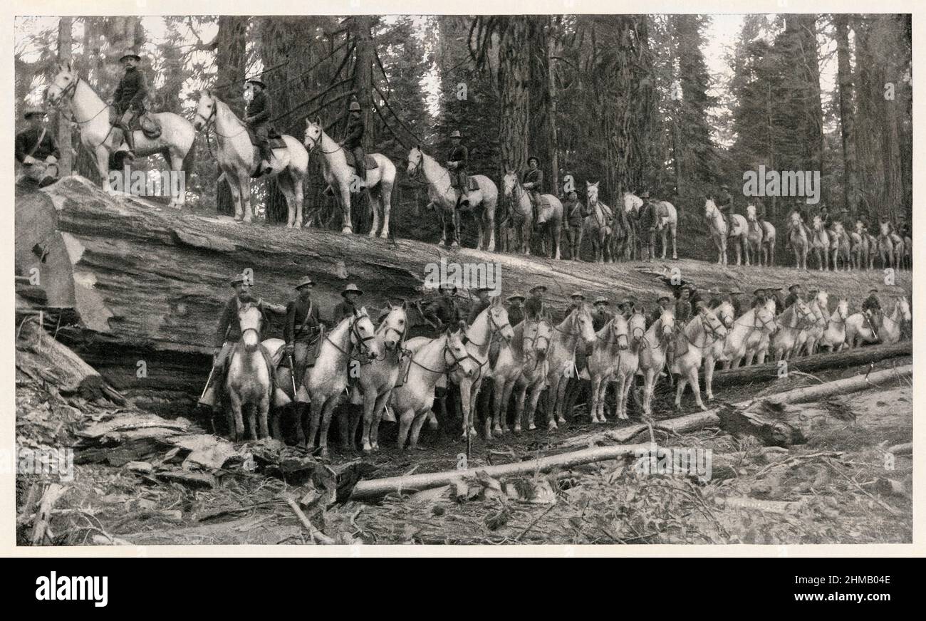 US-Kavallerietruppen, die auf und vor einem gefallenen Mammutbaum reiten, Kings Canyon, Kalifornien, 1890s. Halbton eines Fotos Stockfoto