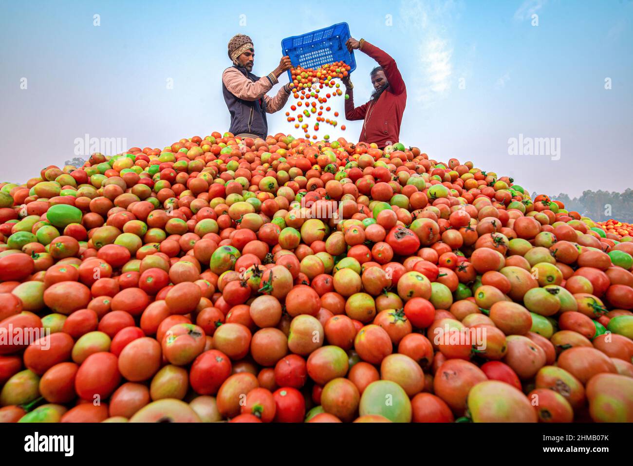 Bauern sortieren und verpacken frische rohe rote Tomaten zum Verkauf. Stockfoto