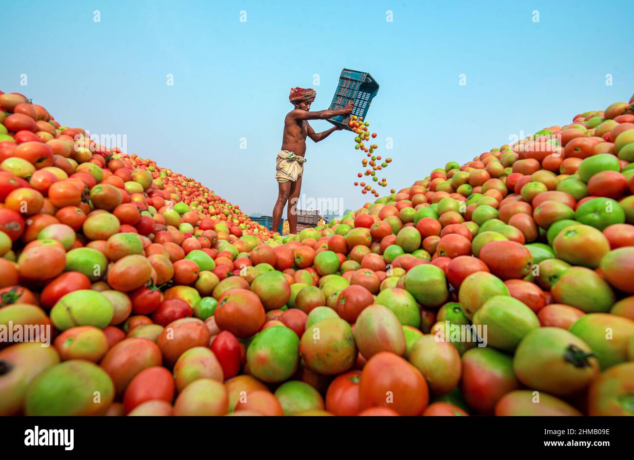 Bauern sortieren und verpacken frische rohe rote Tomaten zum Verkauf. Stockfoto