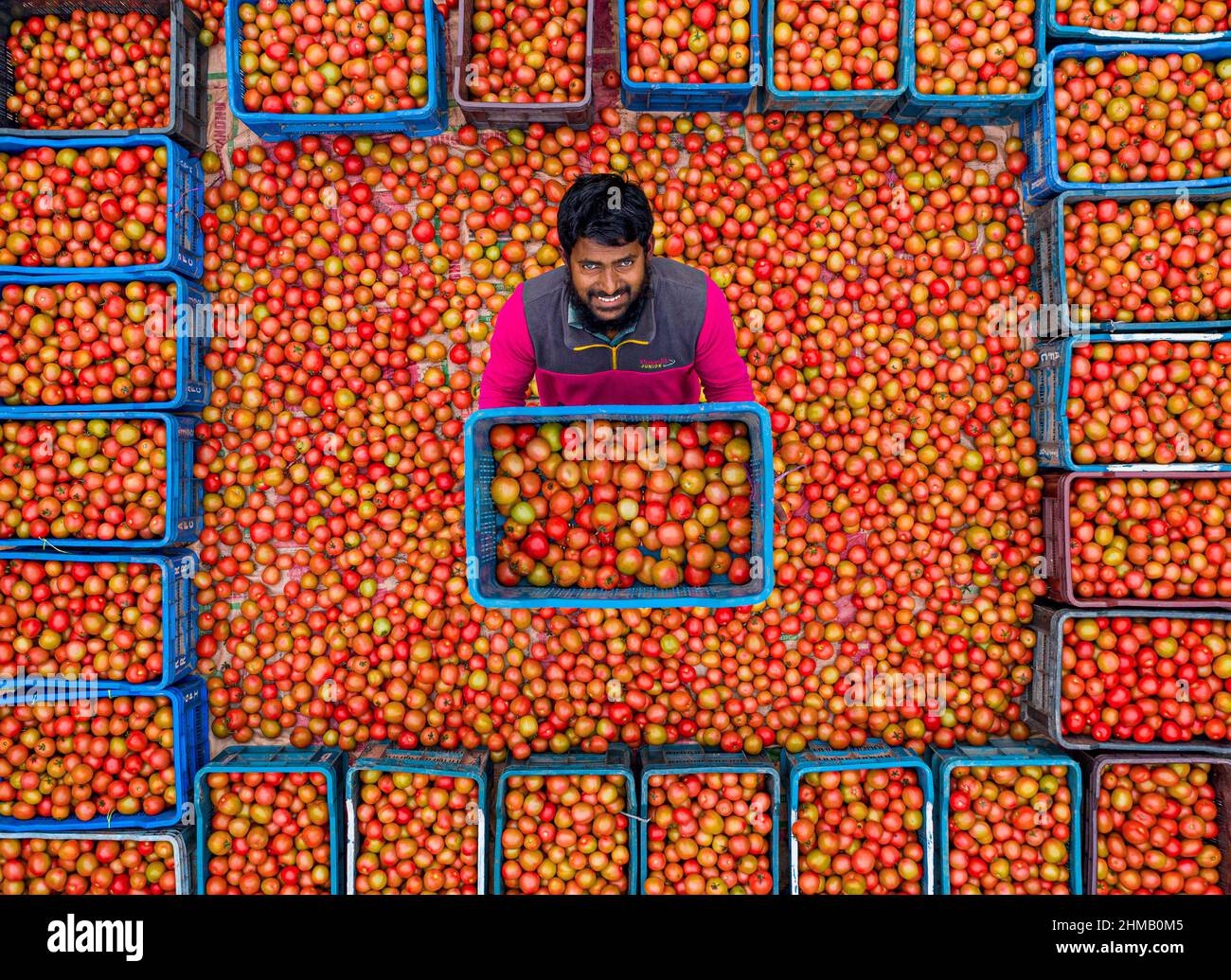 Bauern sortieren und verpacken frische rohe rote Tomaten zum Verkauf. Stockfoto