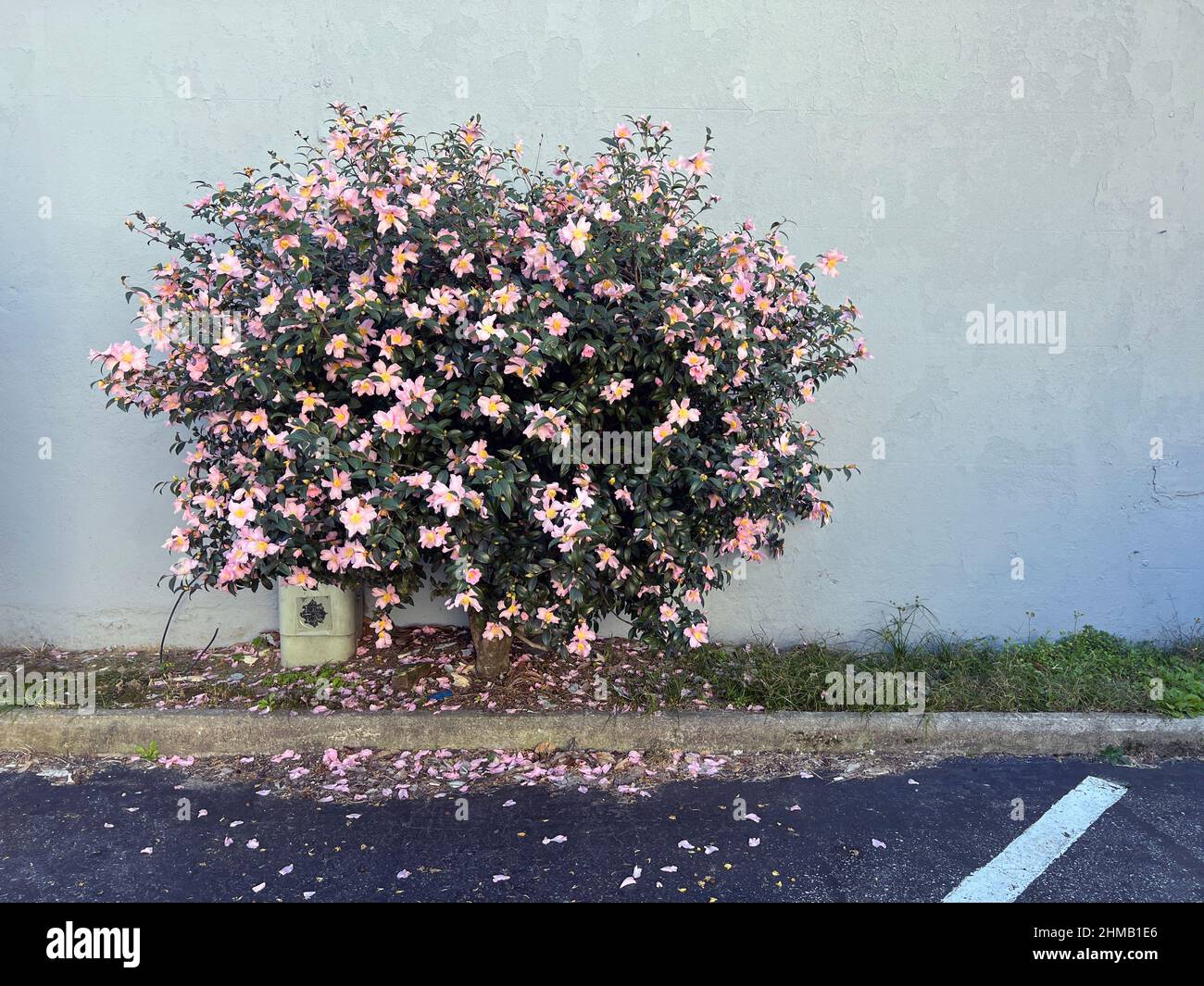 Charleston, South Carolina Blumen in der Stadt Parkplatz. Grunge städtischen Hintergrund Stockfoto