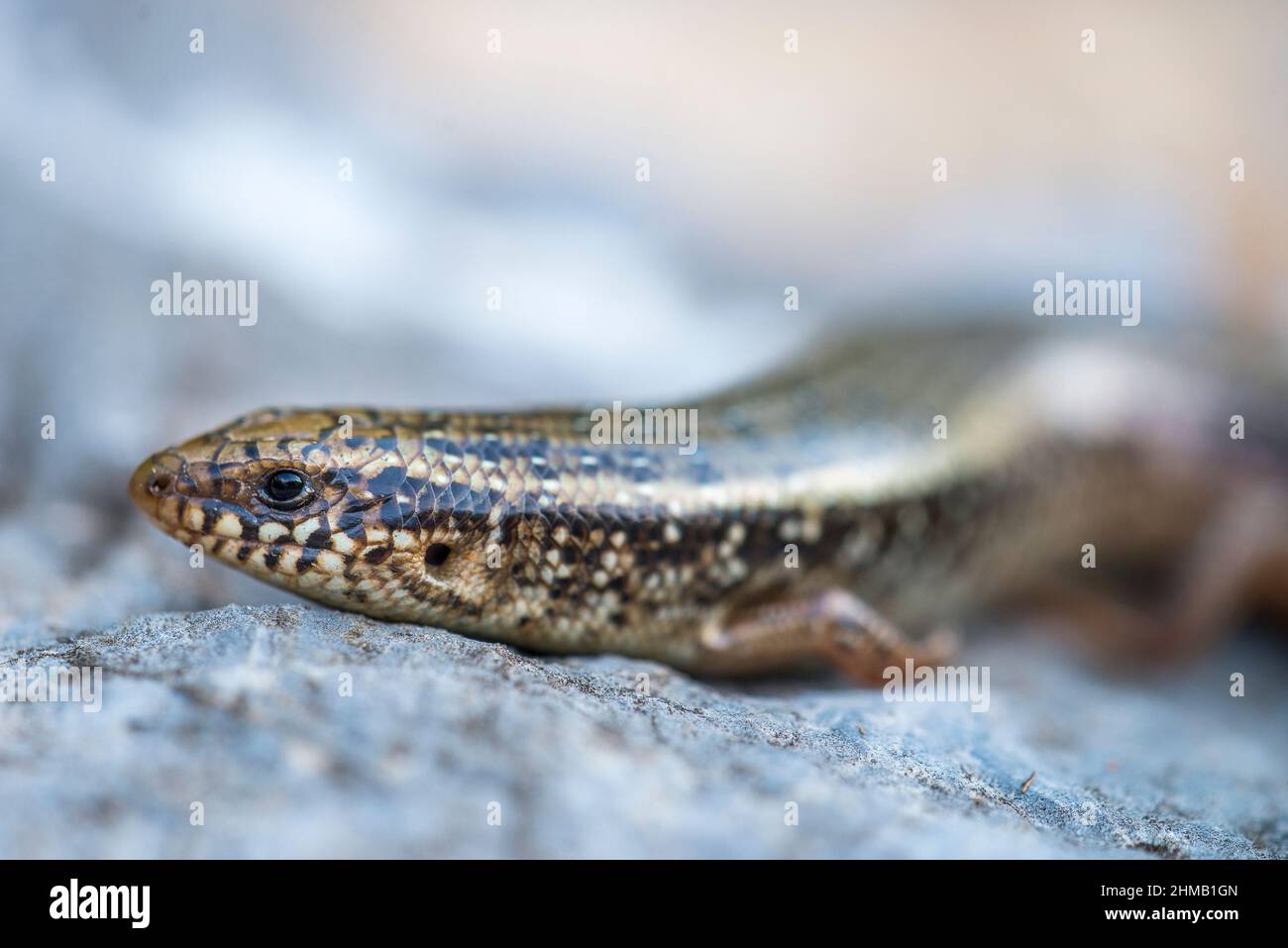 Okellierter Skink (Chalcides ocellatus), weiblich. Stockfoto