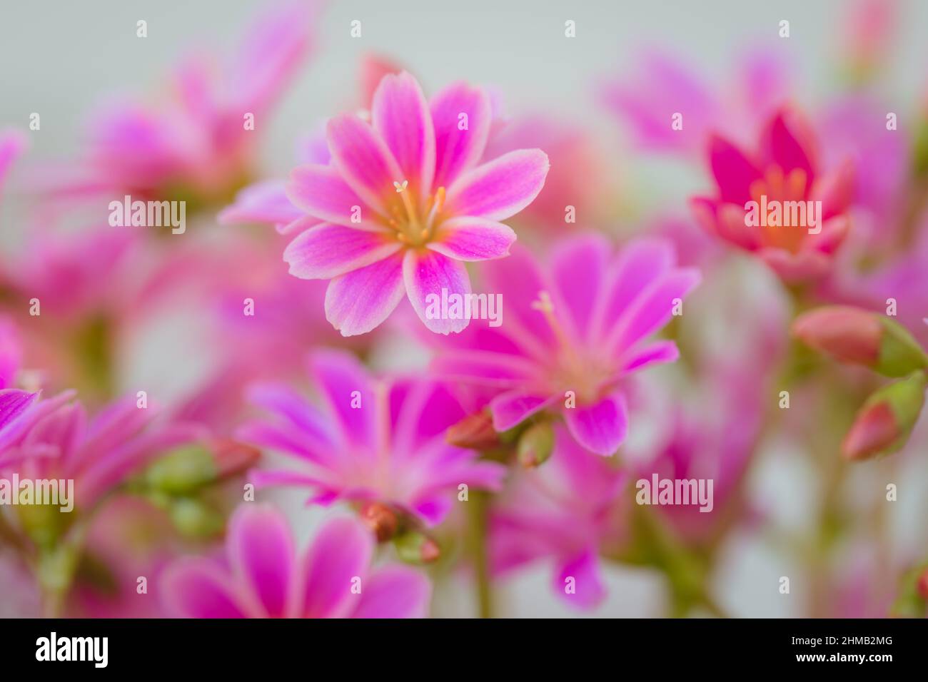 Farbenfrohe, Rosafarbene Lewisia Cotyledon „Sunset Series“ Succulent Flowers Stockfoto