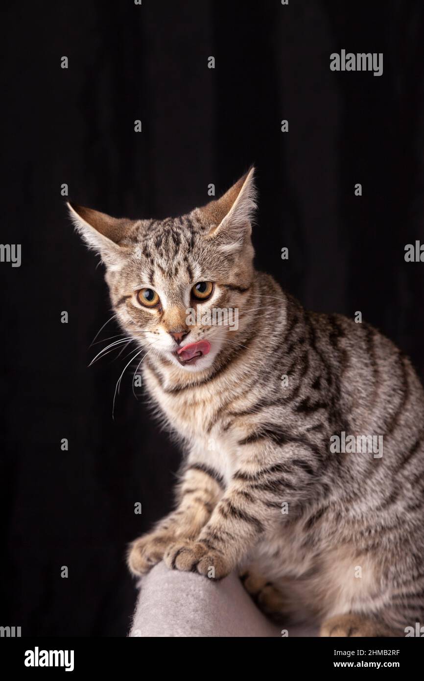 Nahaufnahme der Hauskatze auf schwarzem Hintergrund Stockfoto