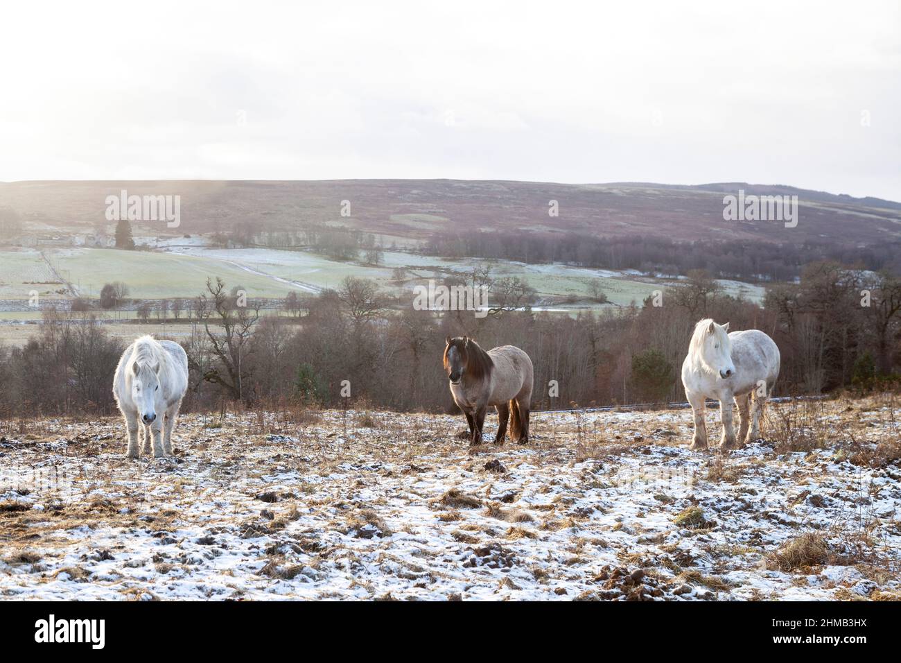 Drei Pferde stehen im Winter im verschneiten Feld Stockfoto
