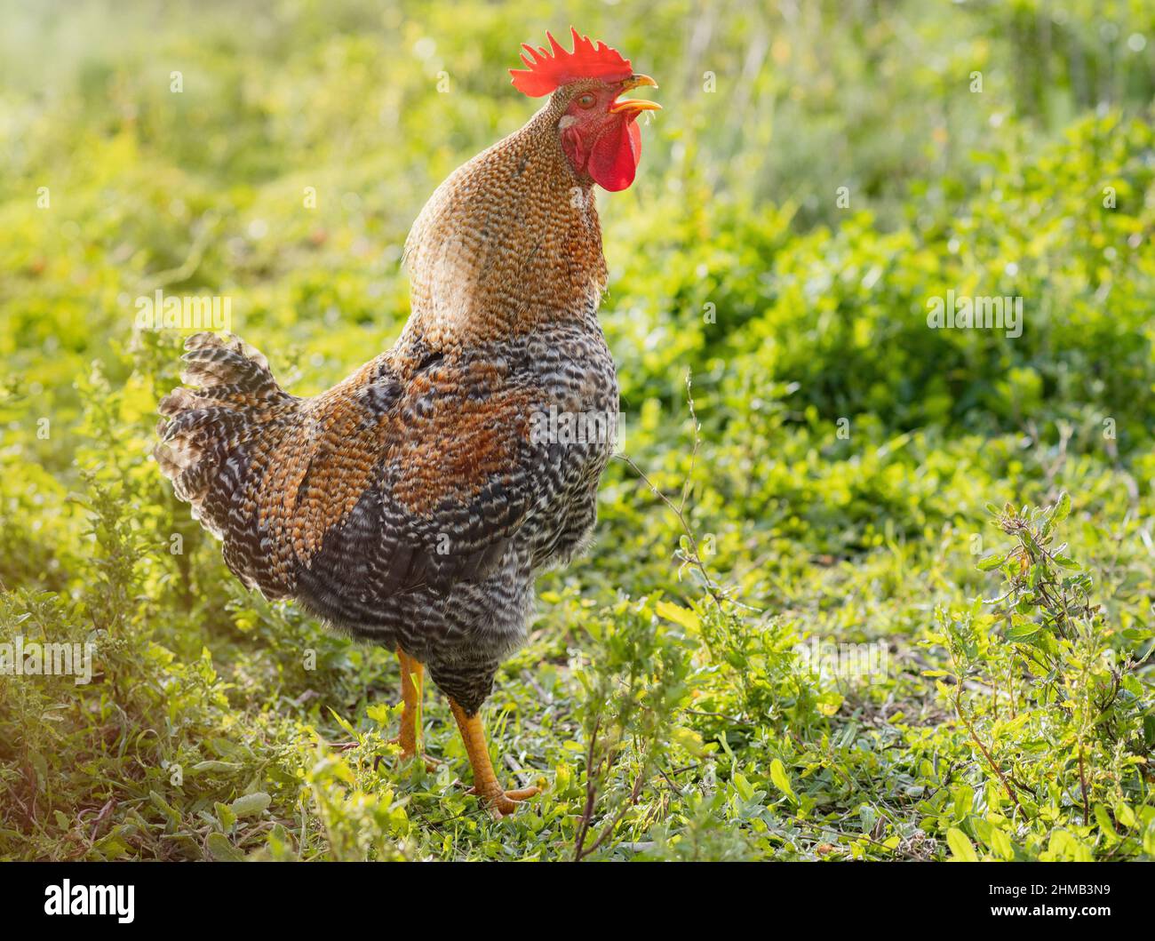 Hahn kräht am Morgen Stockfoto