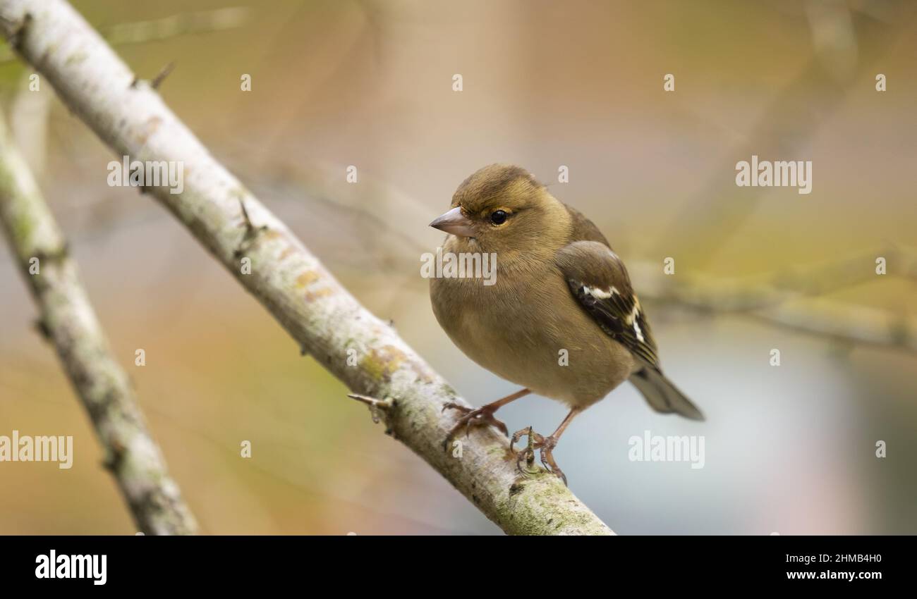 Der gewöhnliche Buchfink auf einem Ast auf dem Berg Ulia. Stockfoto