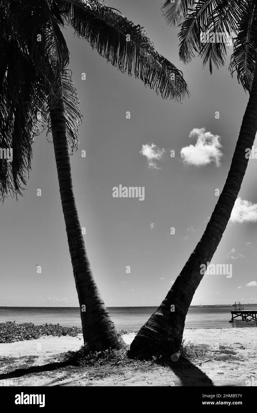 Ein Schwarz-Weiß-Foto des Karibischen Meeres zwischen 2 Palmen mit kleinen, weißen Wolken am klaren Himmel in San Pedro, Belize. Stockfoto