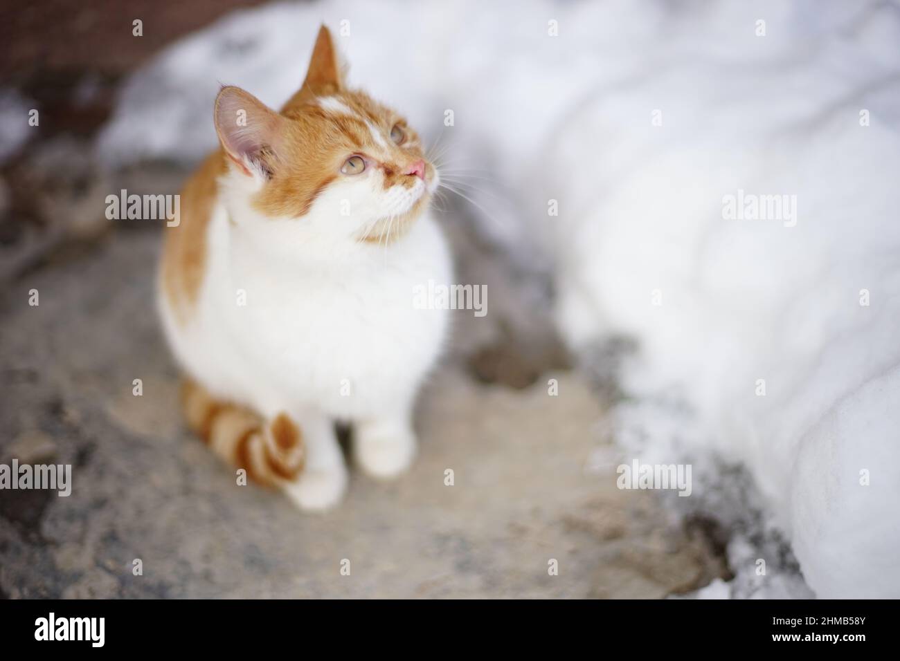 Am Wintertag sitzt ein junges, rotweißes Kätzchen auf einem Gehsteig. Stockfoto