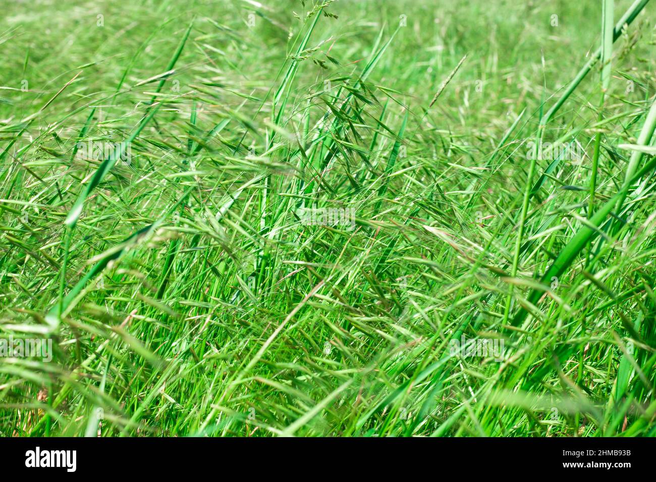 Feld mit grünem Gras im Wind wiegen. Natürliche Pflanze ruhigen Hintergrund. Stockfoto