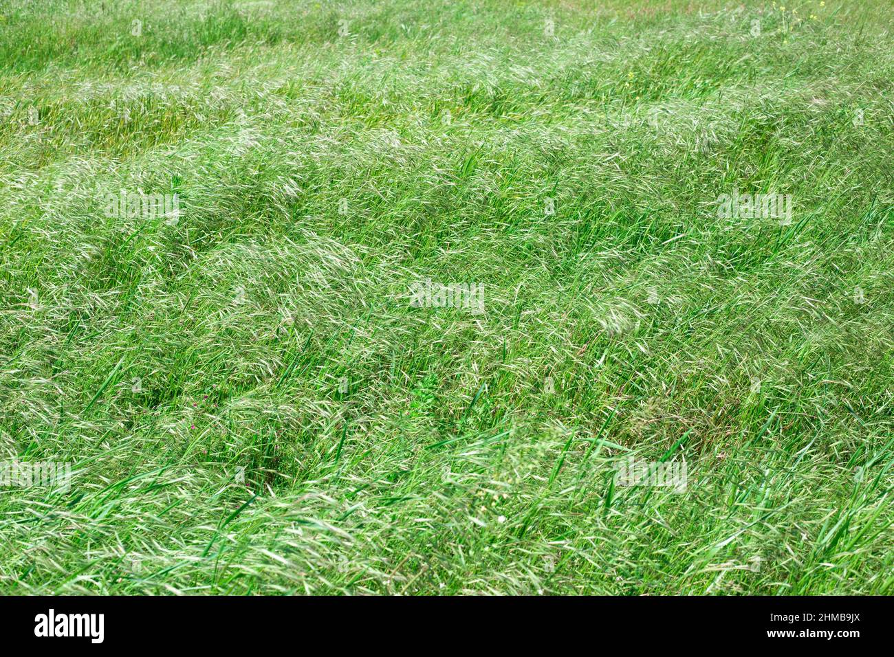 Feld mit grünem Gras im Wind wiegen. Natürliche Pflanze ruhigen Hintergrund. Stockfoto