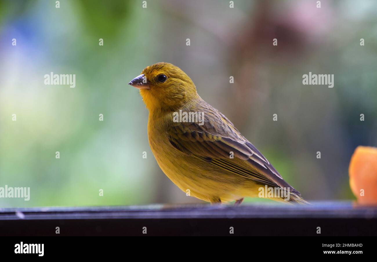 Canarinhos (Sicalis flaveola) Stockfoto