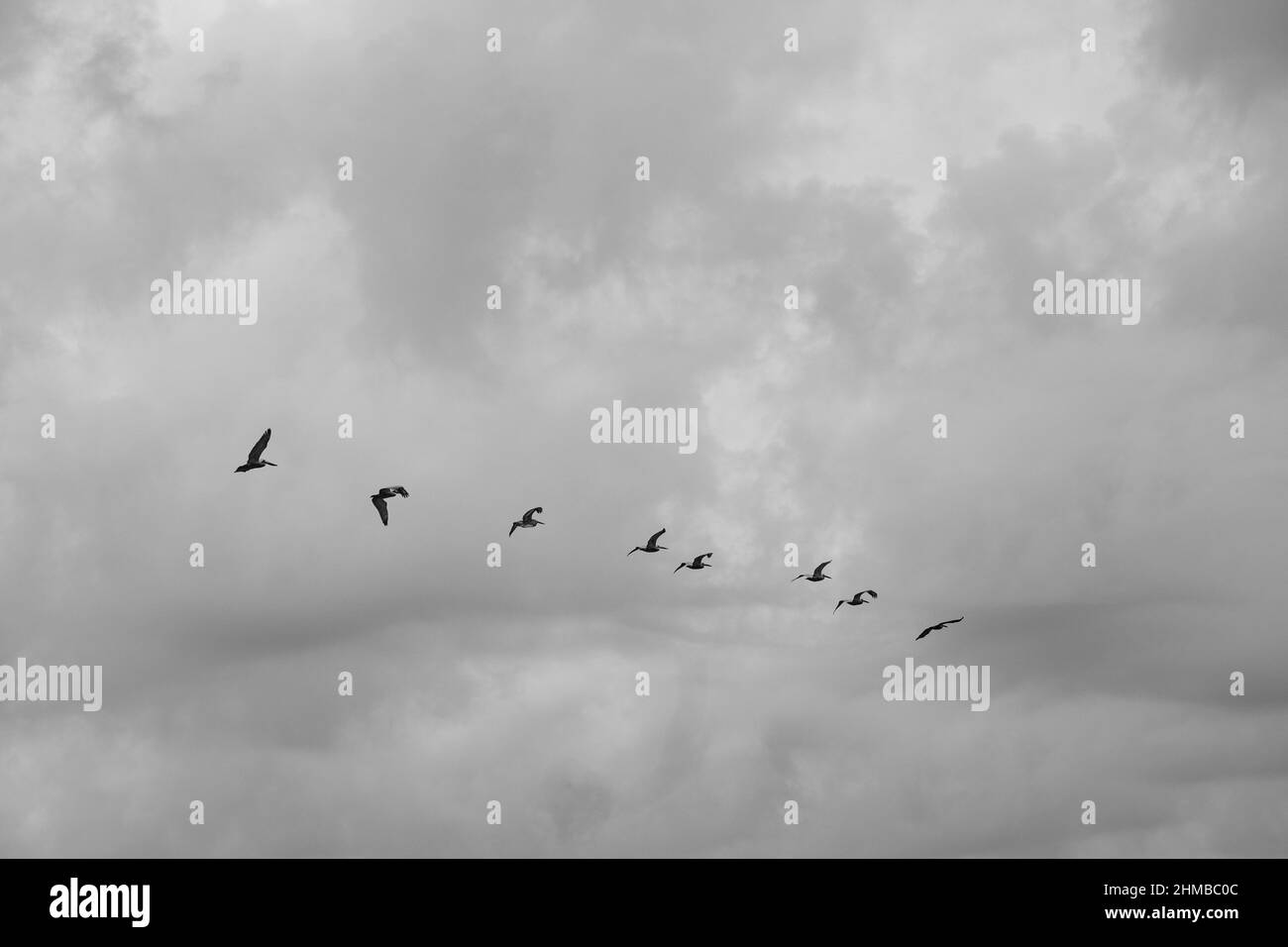 Pelikane fliegen über die Küste von North Carolina Stockfoto