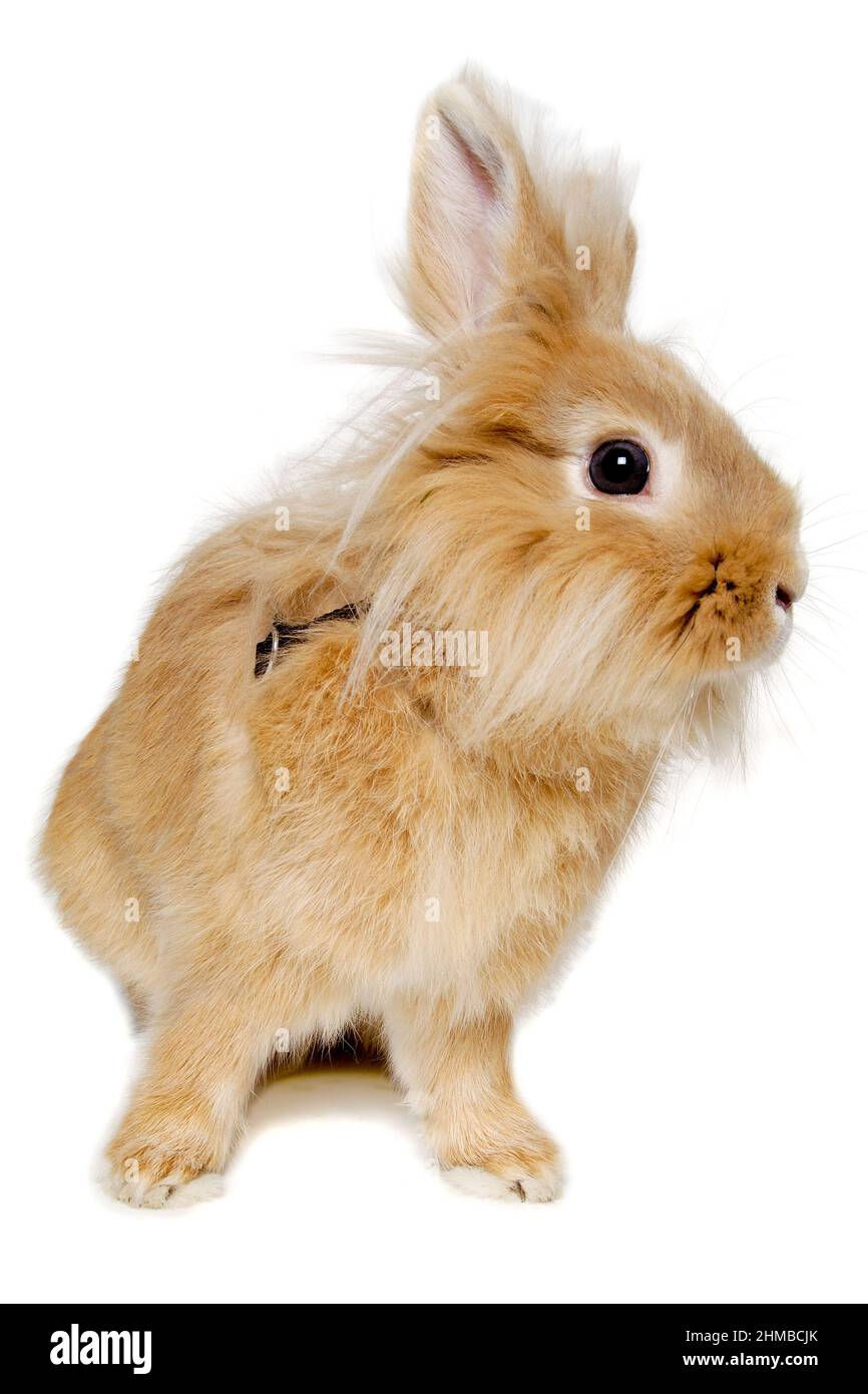Süßes trauriges Kaninchen sitzt auf weißem Hintergrund Stockfoto