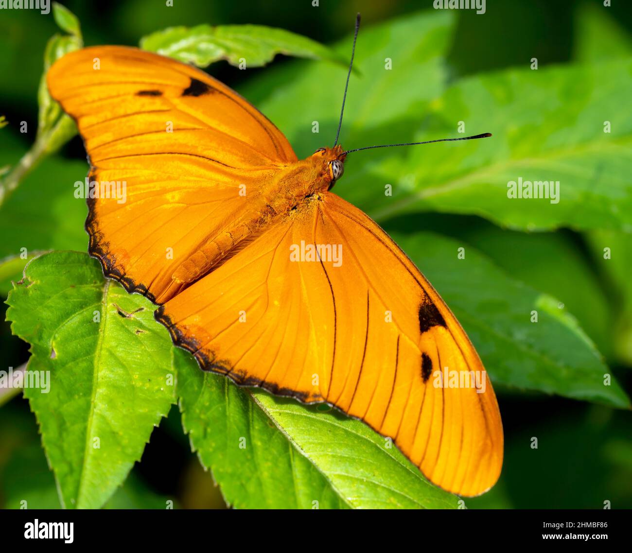 Ein Julia Butterfly sitzt auf einem Blatt Stockfoto