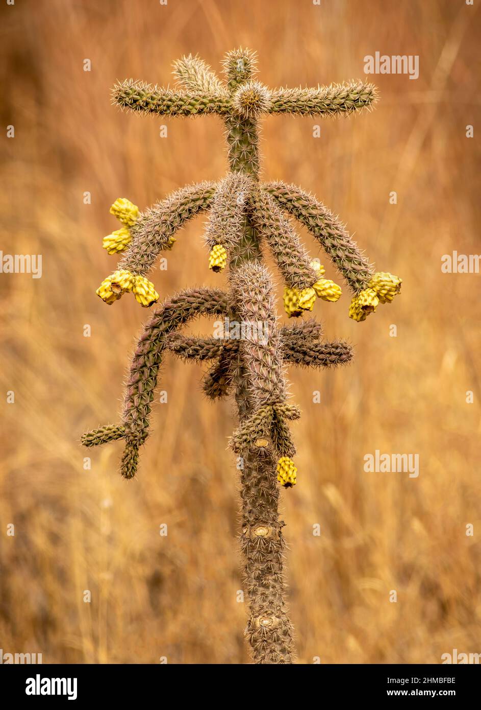 Cholla Kaktus in der Wüste Stockfoto