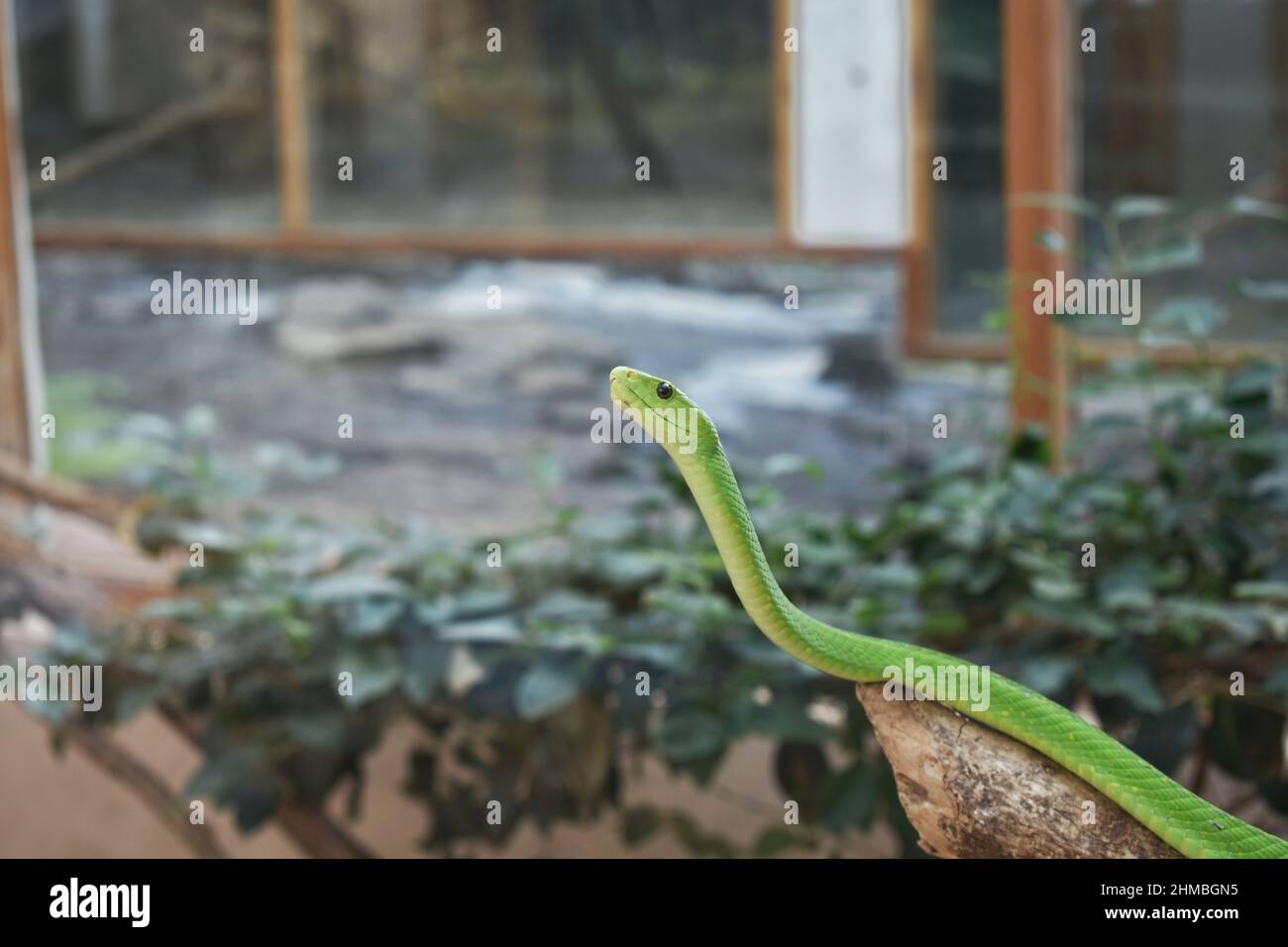 Nahaufnahme einer Schlange in einem Terrarium Stockfoto