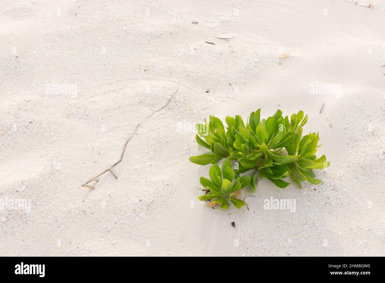 Einsame Pflanze am weißen Sandstrand der Rendevouz Bay in Anguilla Stockfoto