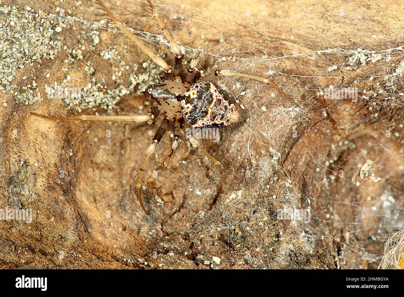 Kanibalische Piratenspinne (Mimetus sp.) Stockfoto