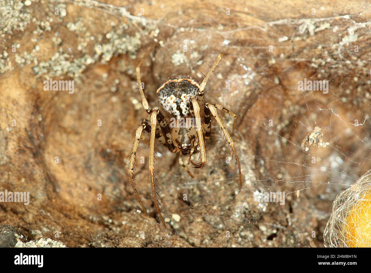 Kanibalische Piratenspinne (Mimetus sp.) Stockfoto