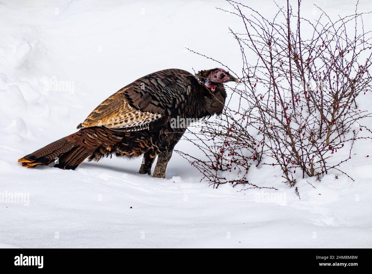 Eine östliche Wilde Türkei, Meleagris Berberis vulgaris, die sich an einem Berberbeerbusch ernährt, Berberis vulgaris im Schnee in Speculator, NY, USA Stockfoto