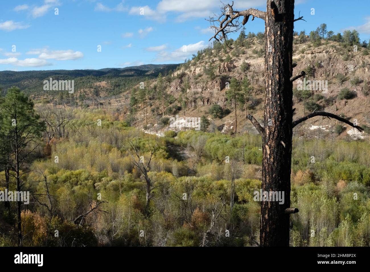 Baum durch Waldbrand beschädigt, Blick auf die Berge, Wachstum nach Feuer Stockfoto
