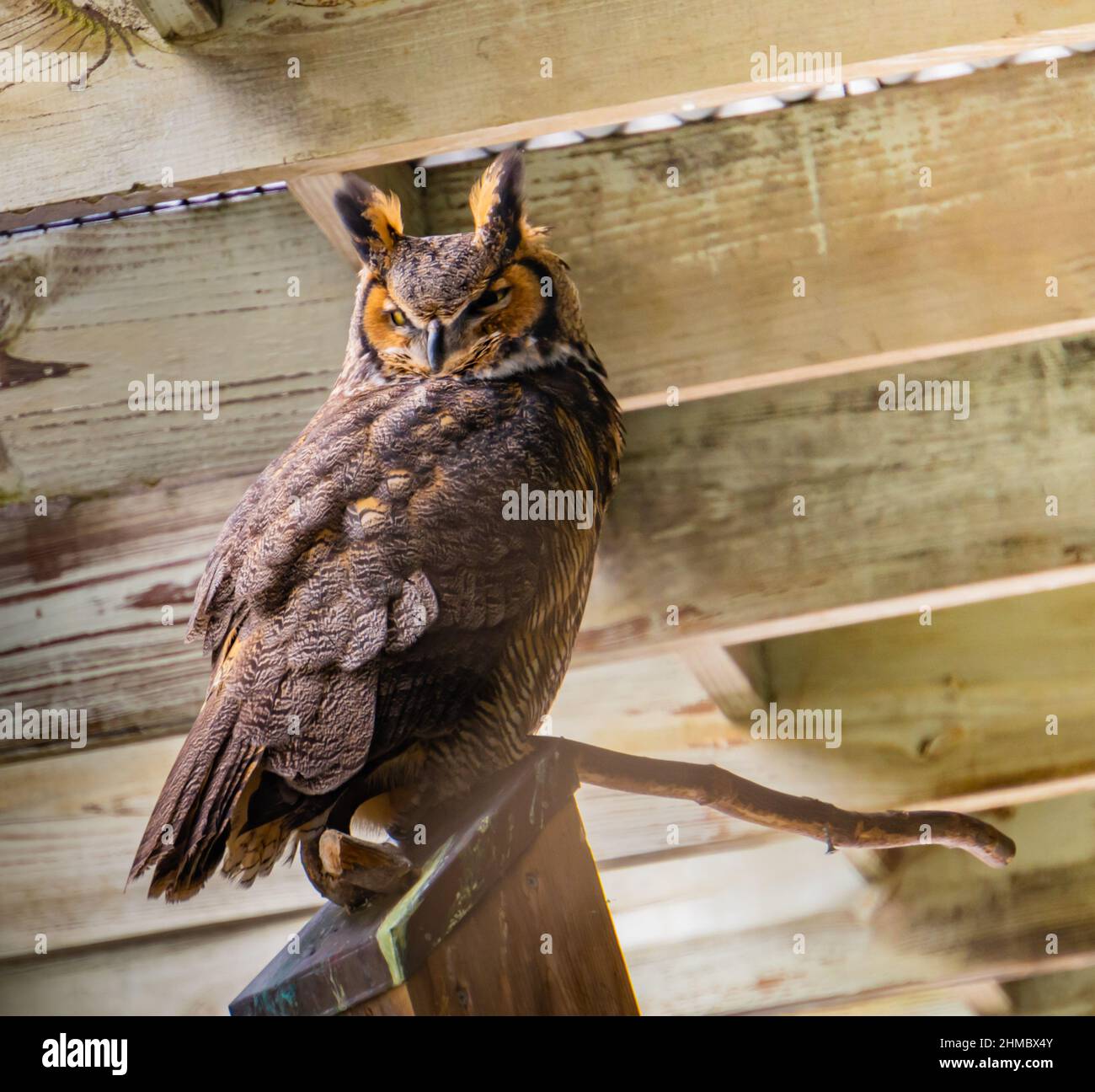 Große gehörnte Eule, die so ernst und streng aussieht, wird auch als Heukauz oder Tiger-Eule bezeichnet Stockfoto