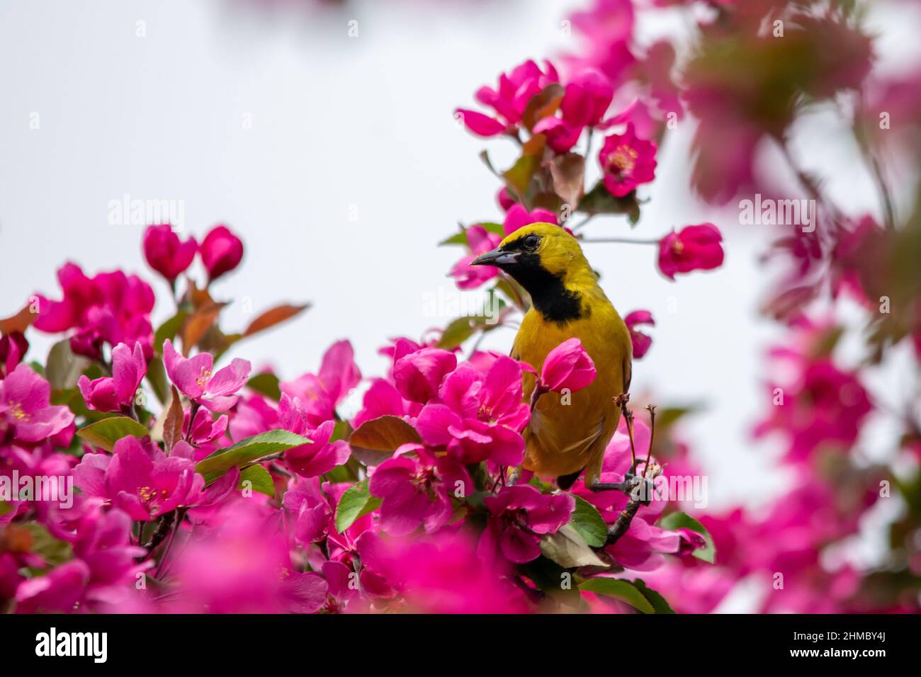 Ein Obstgarten Oriole in Quebec City, Quebec, Kanada Stockfoto