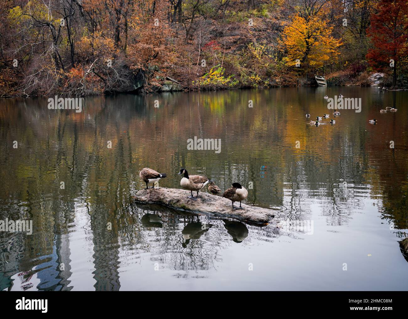 Mallardische Wildenten, die auf einem Stein im Teich in der südöstlichen Ecke des Central Park, inmitten von farbigen Blättern, Herbstfarben, stehen. Stockfoto