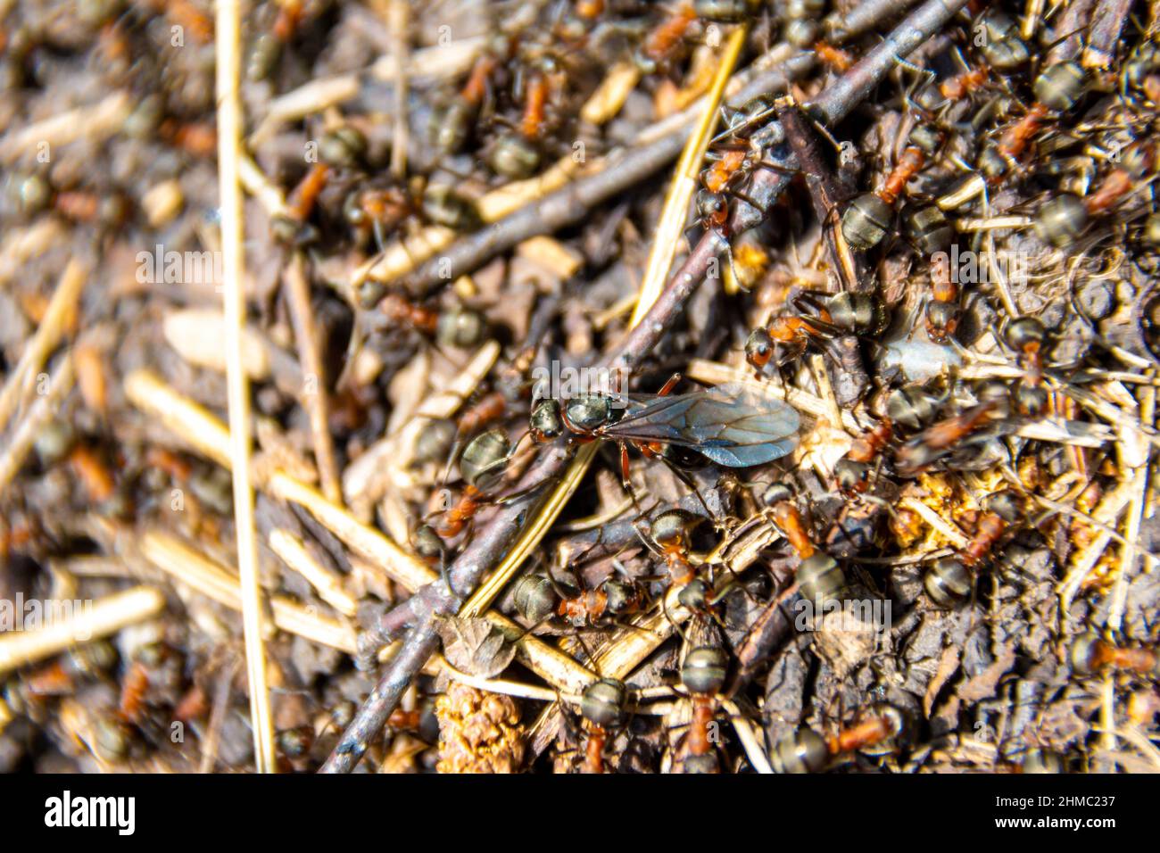 Eine eiferige Ameise bewegt sich entlang des Nestes von Waldameisen unter Arbeitern, die sich auf die Migration vorbereiten und ein neues Nest, selektiver Fokus organisieren Stockfoto